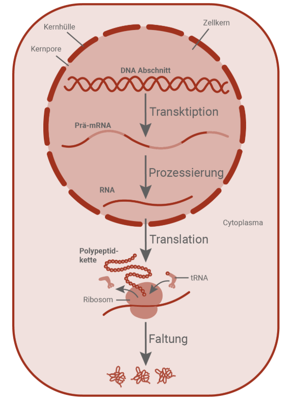 Genexpression: Transkription → Prozessierung → Translation → Proteinfaltung in einer Zelle
